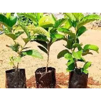 teak plant (21)-3319995-42087.webp